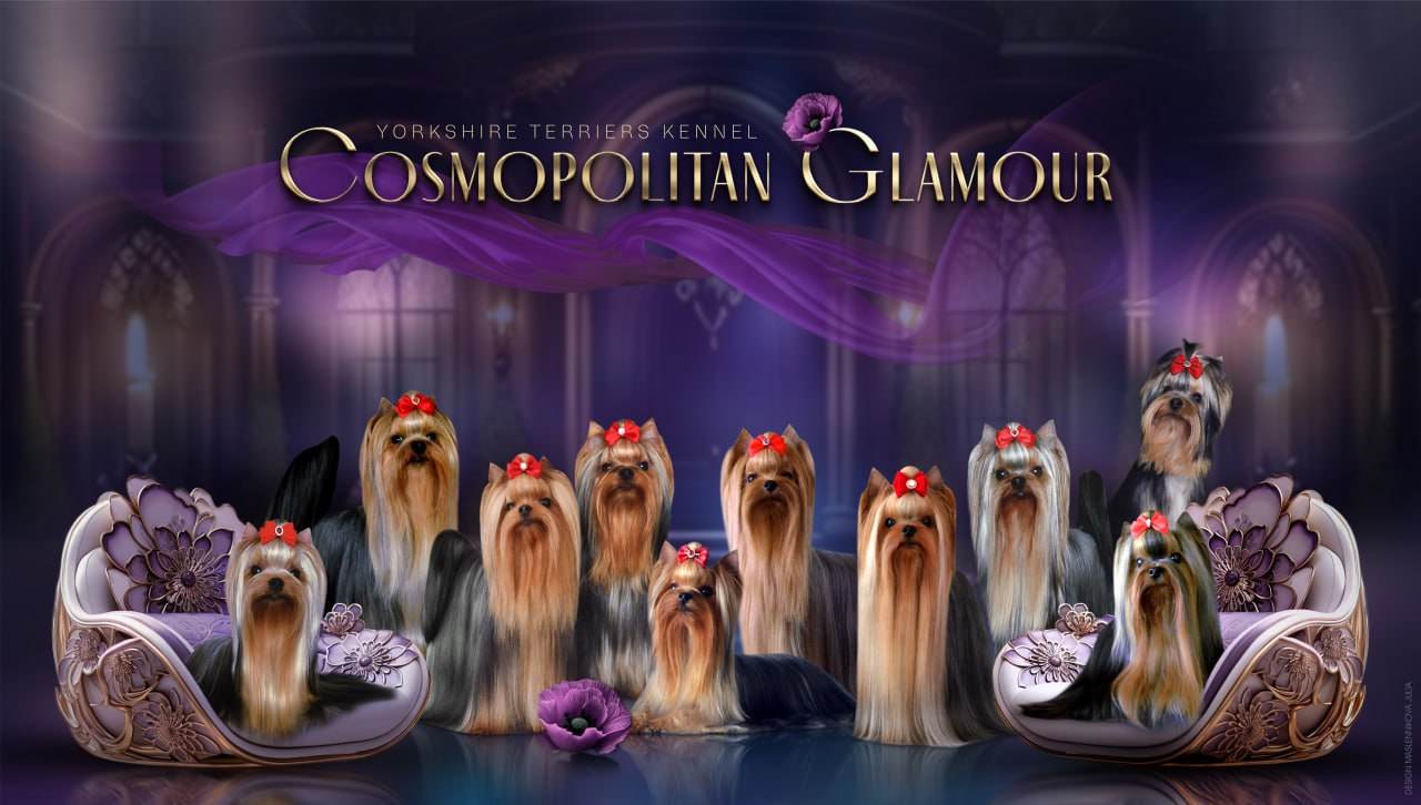 Cosmopolitan Glamour &mdash; Labaza DogPedigree YorkshireTerrier